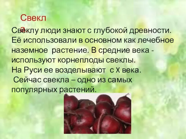 Свекла. Свеклу люди знают с глубокой древности. Её использовали в основном