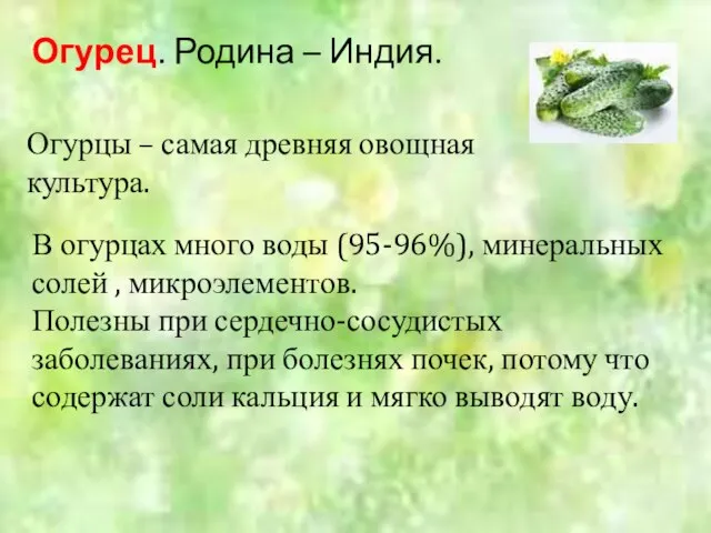 Огурец. Родина – Индия. Огурцы – самая древняя овощная культура. В