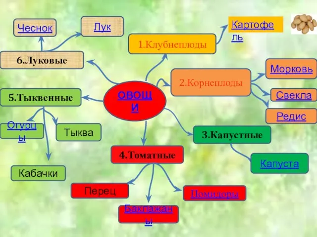 ОВОЩИ 1.Клубнеплоды Картофель 2.Корнеплоды Морковь Свекла Редис 3.Капустные Капуста 4.Томатные Помидоры