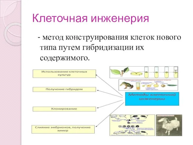 Клеточная инженерия - метод конструирования клеток нового типа путем гибридизации их содержимого.