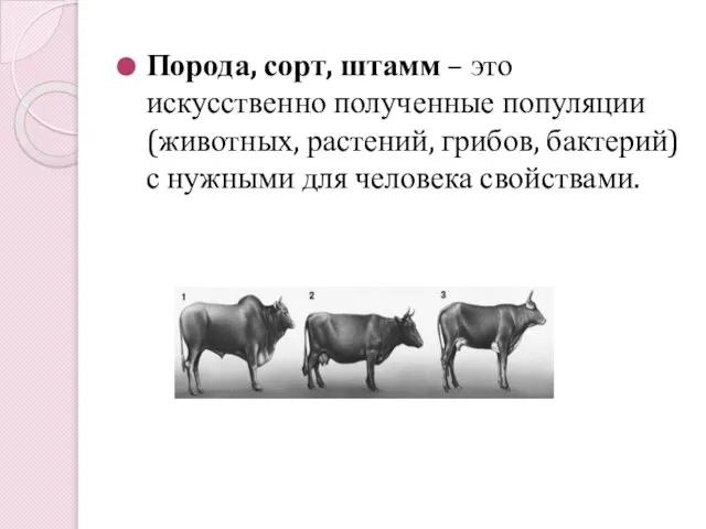 Порода, сорт, штамм – это искусственно полученные популяции(животных, растений, грибов, бактерий) с нужными для человека свойствами.