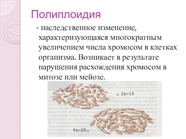 Полиплоидия - наследственное изменение, характеризующаяся многократным увеличением числа хромосом в клетках