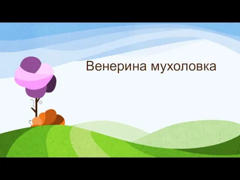 Венерина мухоловка