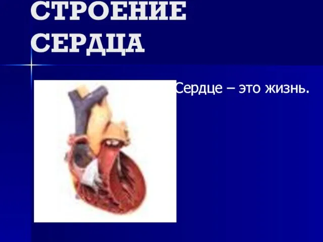 СТРОЕНИЕ СЕРДЦА Сердце – это жизнь.