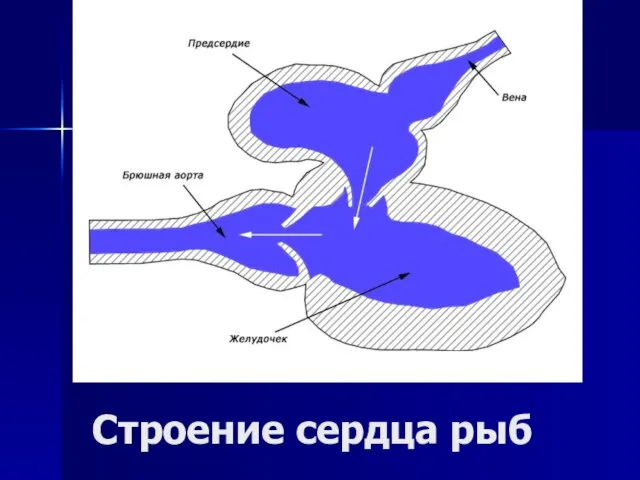 Строение сердца рыб