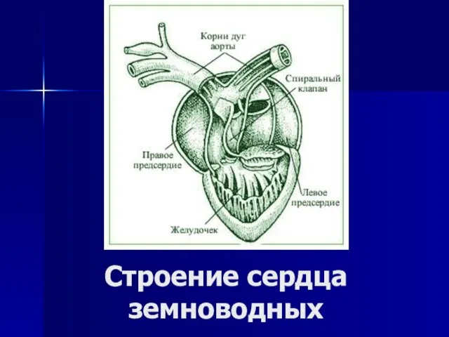 Строение сердца земноводных