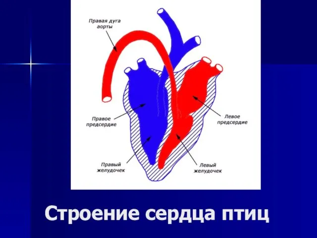 Строение сердца птиц