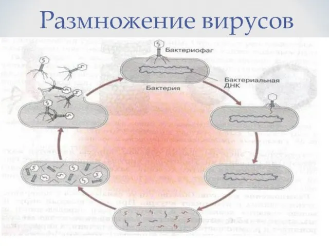 Размножение вирусов