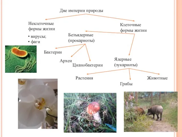 Две империи природы Неклеточные формы жизни Клеточные формы жизни вирусы; фаги