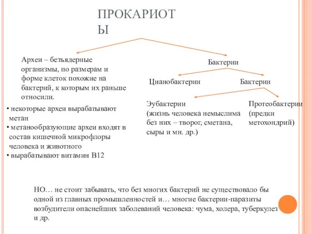 ПРОКАРИОТЫ Археи – безъядерные организмы, по размерам и форме клеток похожие