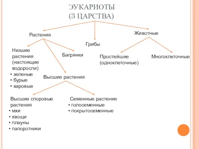 ЭУКАРИОТЫ (3 ЦАРСТВА) Растения Грибы Животные Низшие растения (настоящие водоросли) зеленые