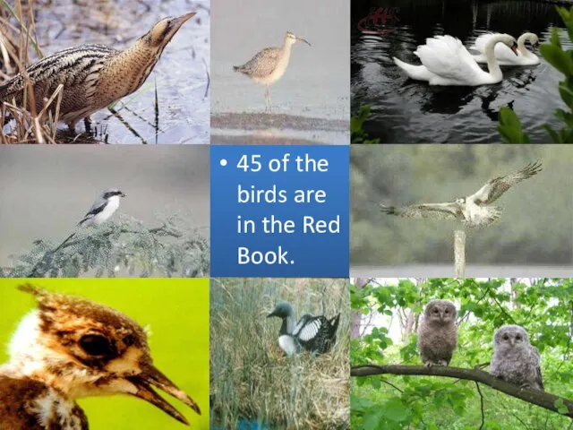 45 of the birds are in the Red Book.