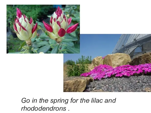 Go in the spring for the lilac and rhododendrons .