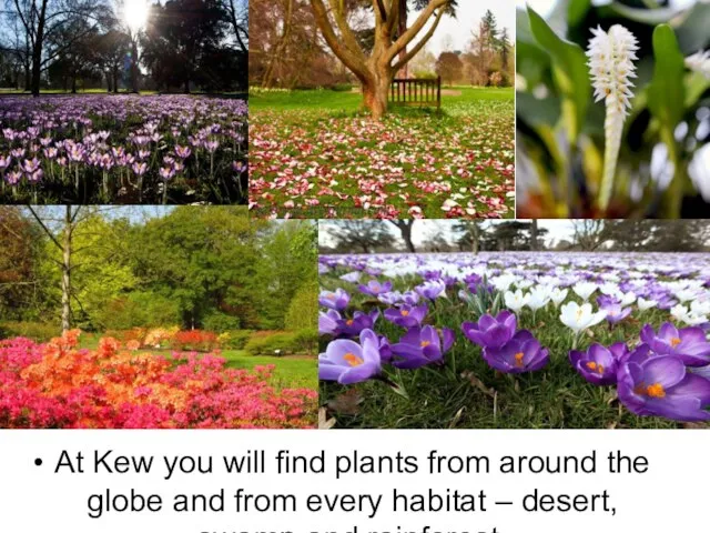 At Kew you will find plants from around the globe and