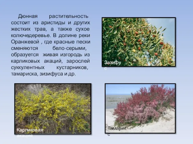 Дюнная растительность состоит из аристиды и других жестких трав, а также