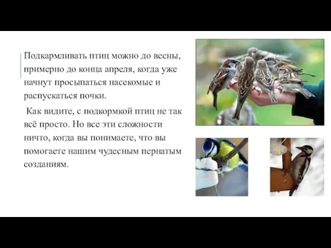 Подкармливать птиц можно до весны, примерно до конца апреля, когда уже