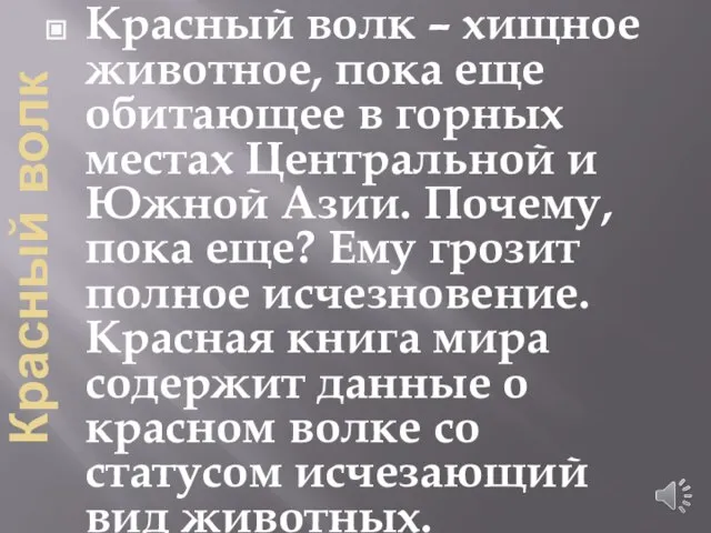 Красный волк Красный волк – хищное животное, пока еще обитающее в