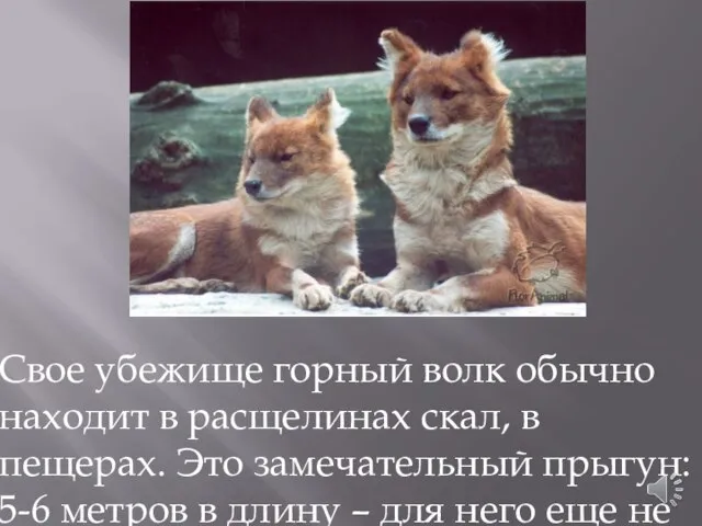 Свое убежище горный волк обычно находит в расщелинах скал, в пещерах.