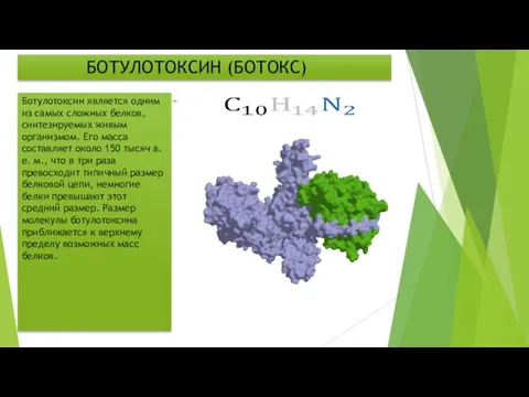 БОТУЛОТОКСИН (БОТОКС) Ботулотоксин является одним из самых сложных белков, синтезируемых живым