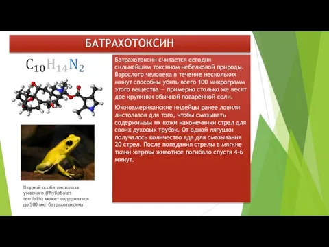 БАТРАХОТОКСИН Батрахотоксин считается сегодня сильнейшим токсином небелковой природы. Взрослого человека в