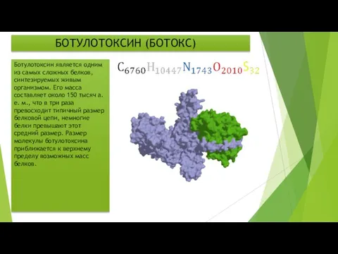 БОТУЛОТОКСИН (БОТОКС) Ботулотоксин является одним из самых сложных белков, синтезируемых живым