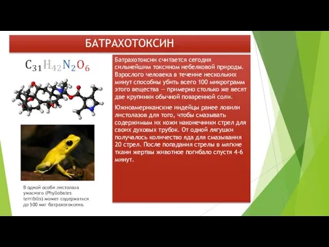 БАТРАХОТОКСИН Батрахотоксин считается сегодня сильнейшим токсином небелковой природы. Взрослого человека в