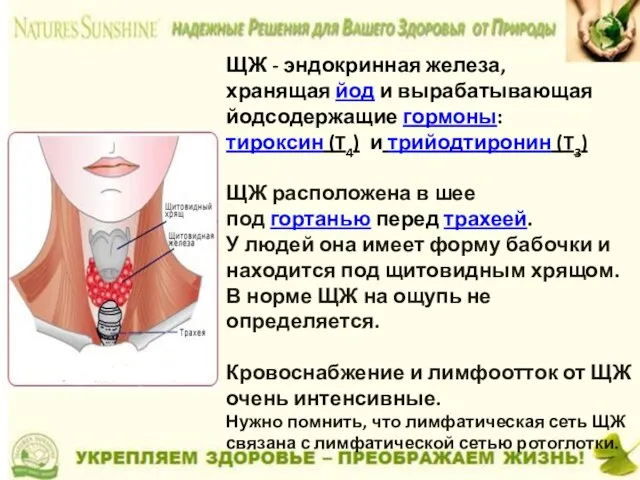 ЩЖ - эндокринная железа, хранящая йод и вырабатывающая йодсодержащие гормоны: тироксин