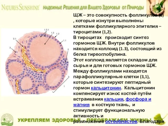 ЩЖ – это совокупность фолликулов (1) , которые изнутри выполнены клетками