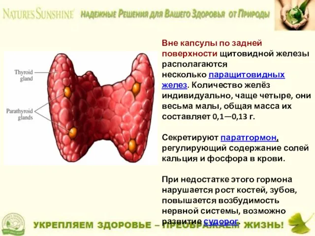 Вне капсулы по задней поверхности щитовидной железы располагаются несколько паращитовидных желез.