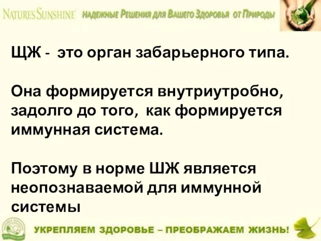 ЩЖ - это орган забарьерного типа. Она формируется внутриутробно, задолго до