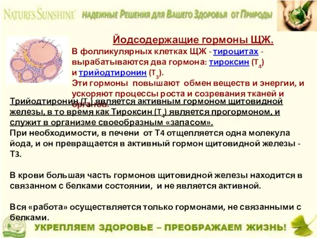 Йодсодержащие гормоны ЩЖ. В фолликулярных клетках ЩЖ - тироцитах - вырабатываются