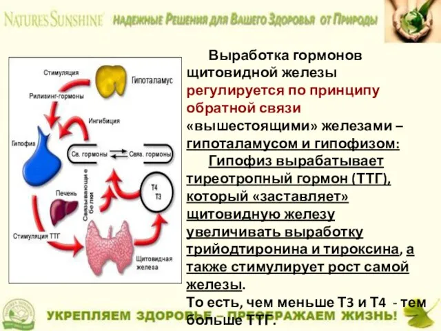 Выработка гормонов щитовидной железы регулируется по принципу обратной связи «вышестоящими» железами