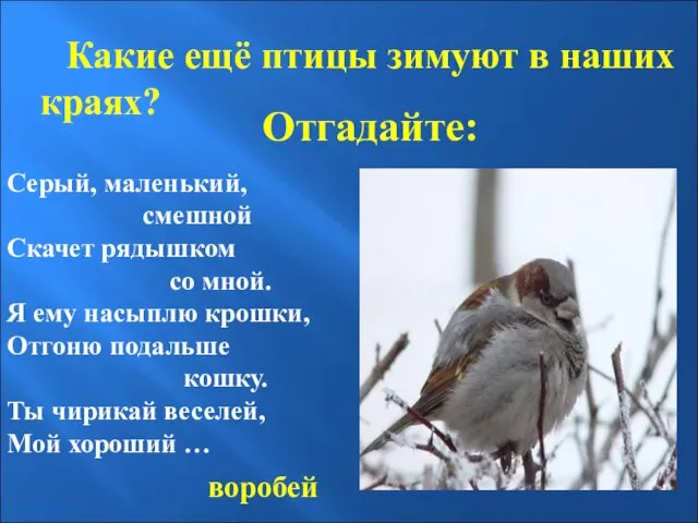 Отгадайте: Какие ещё птицы зимуют в наших краях? Серый, маленький, смешной