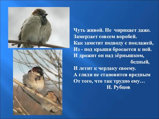 Чуть живой. Не чирикает даже. Замерзает совсем воробей. Как заметит подводу