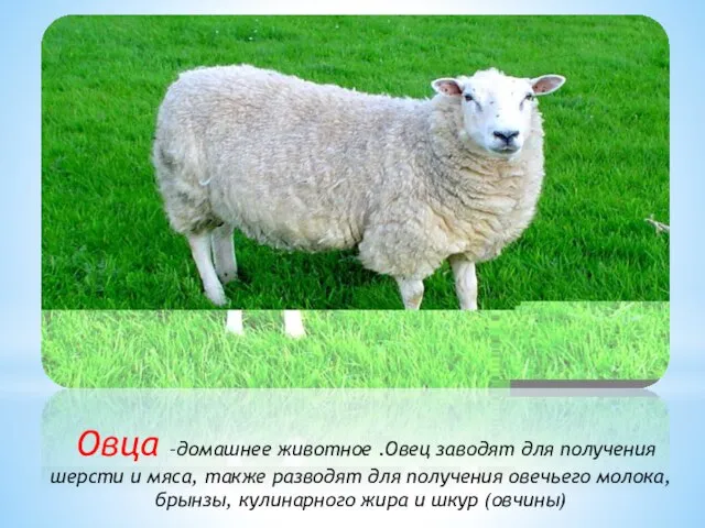 Овца –домашнее животное .Овец заводят для получения шерсти и мяса, также