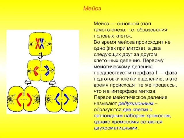 Мейоз Мейоз — основной этап гаметогенеза, т.е. образования половых клеток. Во