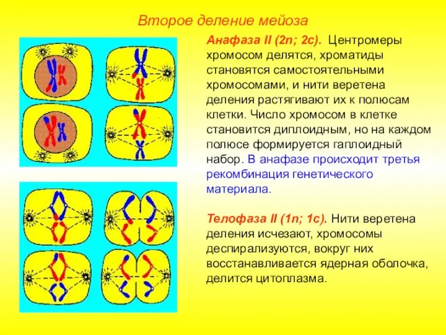 Второе деление мейоза Анафаза II (2n; 2с). Центромеры хромосом делятся, хроматиды