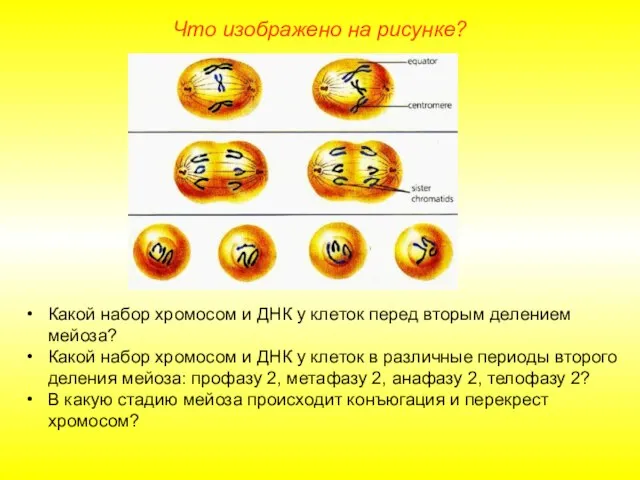 Что изображено на рисунке? Какой набор хромосом и ДНК у клеток