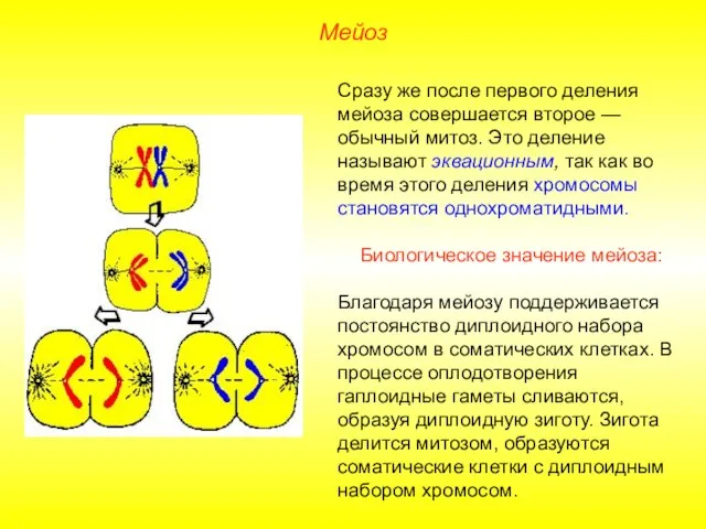 Мейоз Сразу же после первого деления мейоза совершается второе — обычный