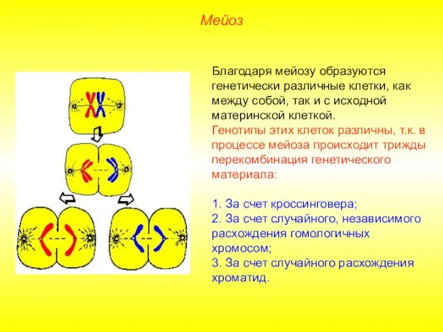 Мейоз Благодаря мейозу образуются генетически различные клетки, как между собой, так