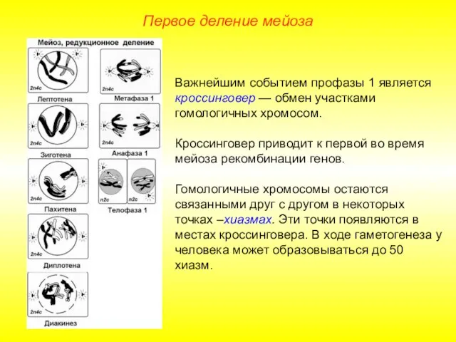 Первое деление мейоза Важнейшим событием профазы 1 является кроссинговер — обмен