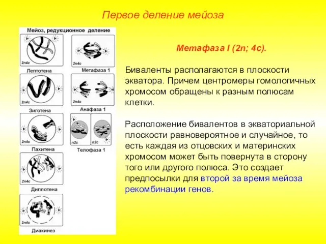 Первое деление мейоза Метафаза I (2n; 4с). Биваленты располагаются в плоскости