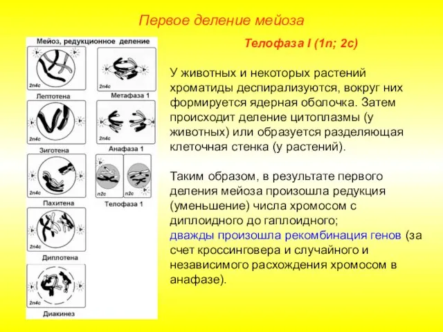 Первое деление мейоза Телофаза I (1n; 2с) У животных и некоторых