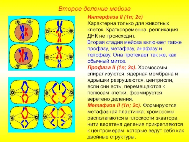 Второе деление мейоза Интерфаза II (1n; 2с) Характерна только для животных