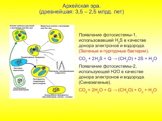 Появление фотосистемы-1, использовавшей Н2S в качестве донора электронов и водорода. (Зеленые