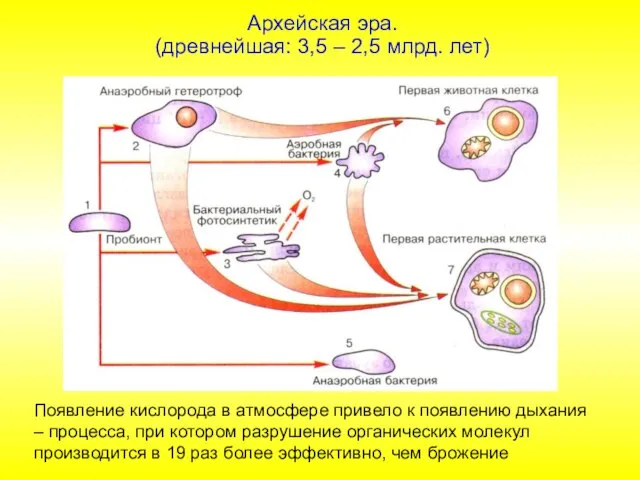 Архейская эра. (древнейшая: 3,5 – 2,5 млрд. лет) Появление кислорода в