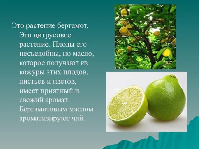 Это растение бергамот. Это цитрусовое растение. Плоды его несъедобны, но масло,