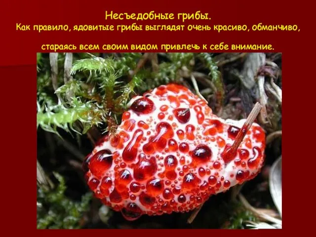 Несъедобные грибы. Как правило, ядовитые грибы выглядят очень красиво, обманчиво, стараясь