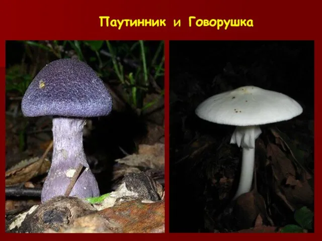 Паутинник и Говорушка