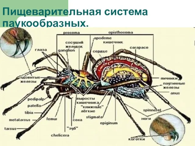 Пищеварительная система паукообразных.